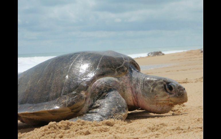 En virtud de la red de reservas marinas se ampliará la protección de animales de especies amenazadas, como las tortugas. ARCHIVO  /