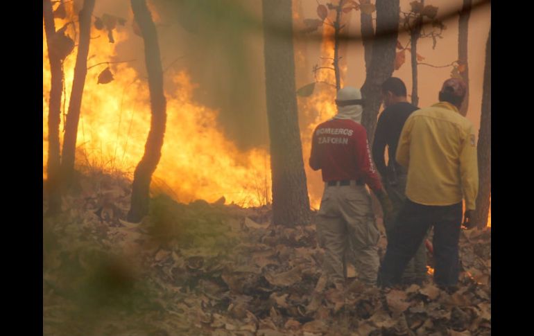 Algunos candidatos proponen la expropiación de La Primavera para cuidar el bosque de más incendios. ARCHIVO  /