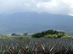 La propuesta de poner un vertedero en zona agavera va en contra de la legislación de Amatitán, advierte el INAH. ARCHIVO  /