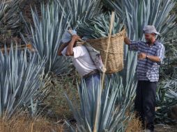 La Secretaría de Agricultura establece que las destilerías lleven bitácoras para comprobar el origen del agave que consumen. ARCHIVO  /