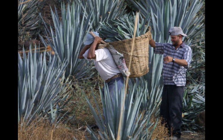 La Secretaría de Agricultura establece que las destilerías lleven bitácoras para comprobar el origen del agave que consumen. ARCHIVO  /