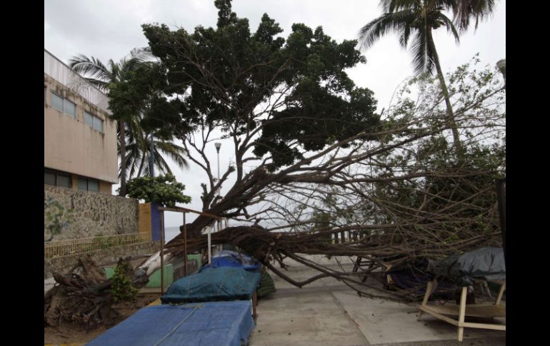 ''Carlotta'' provocó algunas caídas de árboles en su paso por Acapulco. AFP  /