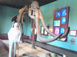 El mamut de Santa Catarina cumplió cinco décadas de haber sido encontrado. Otto Schöndube posa junto al esqueleto.  /