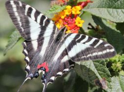 La especie 'Schaus swallotail', que sólo genera una generación al año, fue incluida en 1976 en la lista de especies amenazadas. ARCHIVO  /