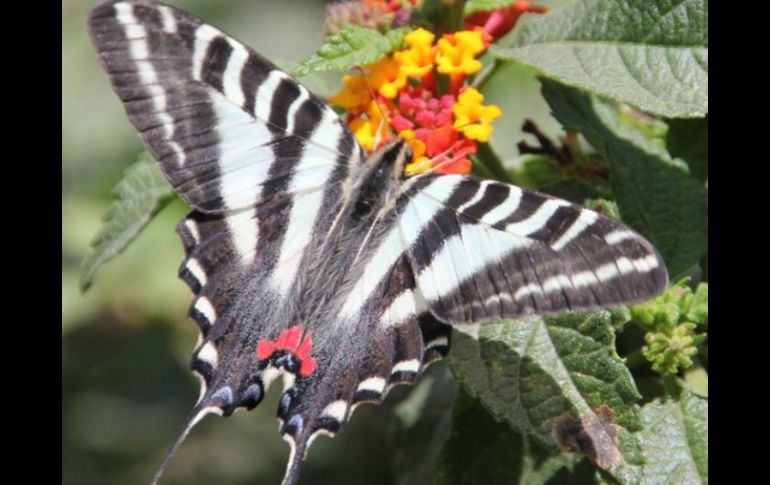 La especie 'Schaus swallotail', que sólo genera una generación al año, fue incluida en 1976 en la lista de especies amenazadas. ARCHIVO  /