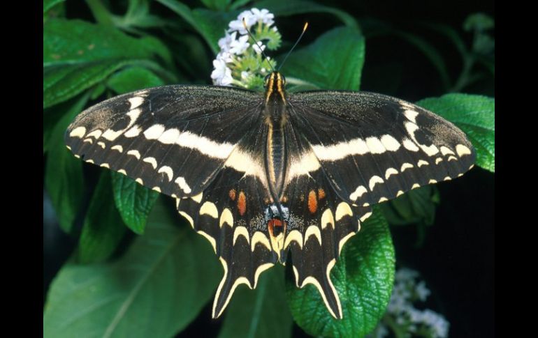 Ejemplar de mariposa Papilio aristodemus, clasificada en peligro de extinción. EFE  /