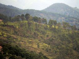 Honduras un país con una extensión de 112 mil 492 kilómetros cuadrados de bosques pierde 60 mil hectáreas cada año por tala ilegal. EFE  /