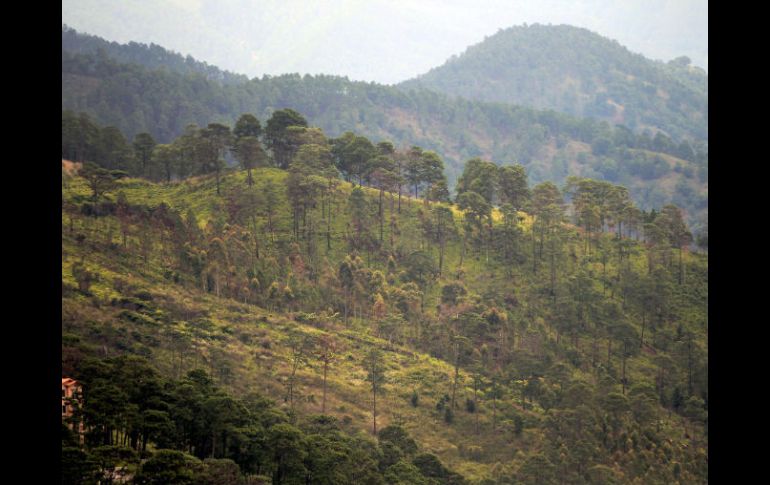 Honduras un país con una extensión de 112 mil 492 kilómetros cuadrados de bosques pierde 60 mil hectáreas cada año por tala ilegal. EFE  /