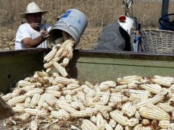 Autoridades argumentan que falta un ordenamiento entre consumidores y productores para controlar a los especuladores. ARCHIVO  /