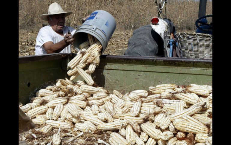 Autoridades argumentan que falta un ordenamiento entre consumidores y productores para controlar a los especuladores. ARCHIVO  /