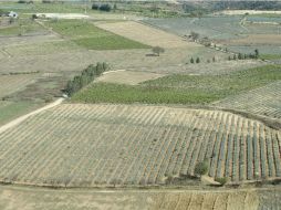 La agricultura ha aumentado su producción durante este año, según el Inegi. ARCHIVO  /