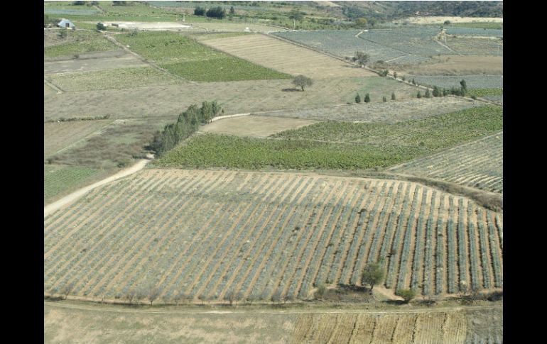 La agricultura ha aumentado su producción durante este año, según el Inegi. ARCHIVO  /