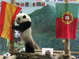 La panda Lin Ping predice que España ganará a Portugal en la semifinal de la Eurocopa 2012. EFE  /