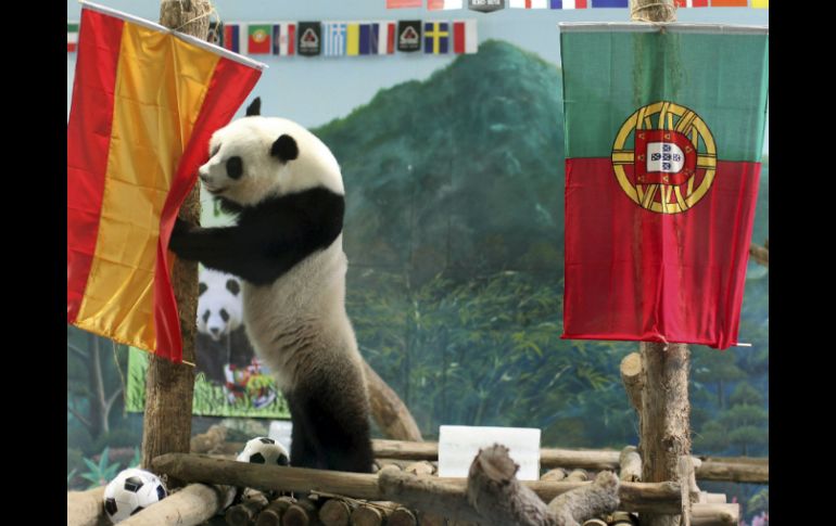 La panda Lin Ping predice que España ganará a Portugal en la semifinal de la Eurocopa 2012. EFE  /