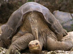 Los biólogos del Parque intentaron sin éxito que Jorge, de más de cien años de edad, se reprodujera de forma natural. ESPECIAL  /