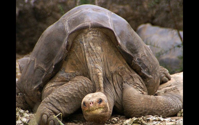 Los biólogos del Parque intentaron sin éxito que Jorge, de más de cien años de edad, se reprodujera de forma natural. ESPECIAL  /