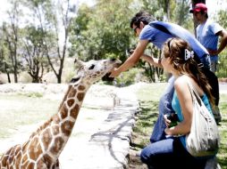 El Zoológico realizó un curso sobre medicina veterinaria para cuidar a los animales. ARCHIVO  /