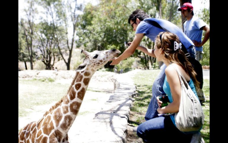 El Zoológico realizó un curso sobre medicina veterinaria para cuidar a los animales. ARCHIVO  /