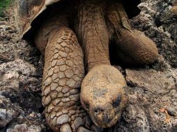 El presidente ecuatoriano, Rafael Correa, lamentó la extinción de la especie 'Chelonoidis Abingdoni'. AFP  /