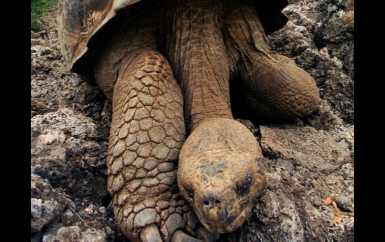 El presidente ecuatoriano, Rafael Correa, lamentó la extinción de la especie 'Chelonoidis Abingdoni'. AFP  /