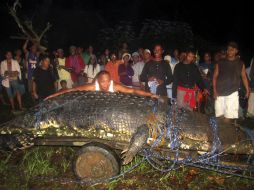 Imagen del cocodrilo de agua salada, el cual necesitó de más de 100 personas para sacarlo del agua y capturarlo. AP  /