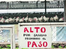 El dispositivo anti-influenza implica una rigurosa vigilancia de aves, alimentos y subproductos, como la gallinaza y la pollinaza. NTX  /