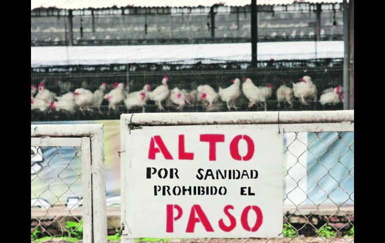 El dispositivo anti-influenza implica una rigurosa vigilancia de aves, alimentos y subproductos, como la gallinaza y la pollinaza. NTX  /