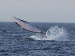 La Comisión Ballenera Internacional impuso una moratoria internacional a la caza de ballenas a mediados de la década de 1980. ESPECIAL  /