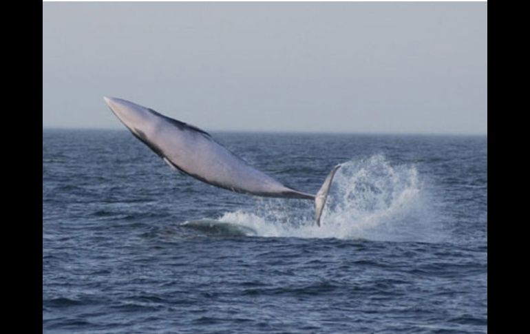 La Comisión Ballenera Internacional impuso una moratoria internacional a la caza de ballenas a mediados de la década de 1980. ESPECIAL  /