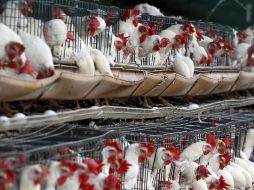 Se han sacrificado dos millones 500 mil aves, cada una con un valor de $35, por lo que la afectación alcanza 87 millones 500 mil pesos.  /