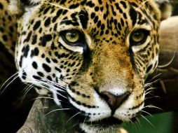 Un jaguar en el Parque Nacional Corcovado, en el sur de Costa Rica. EFE  /