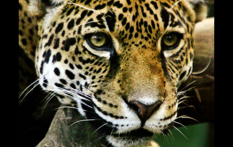 Un jaguar en el Parque Nacional Corcovado, en el sur de Costa Rica. EFE  /