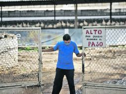 Los productores piden que en lugar de importar, los apoyen para reponer sus gallinas.  /