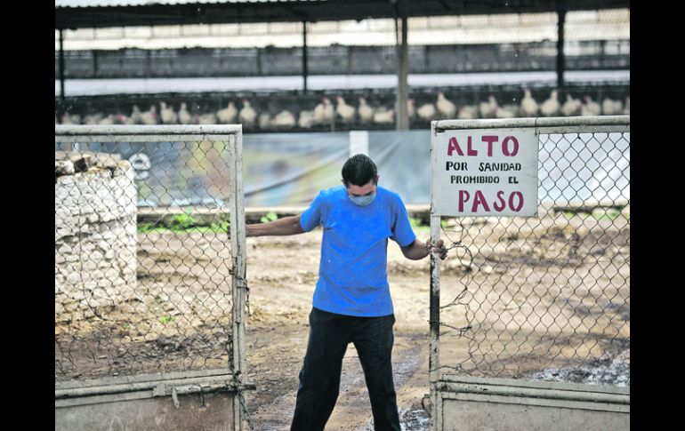 Los productores piden que en lugar de importar, los apoyen para reponer sus gallinas.  /