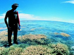 Los daños en los ecosistemas de corales son causados por el aumento de las temperaturas oceánicas y acidificación de océanos. ARCHIVO  /