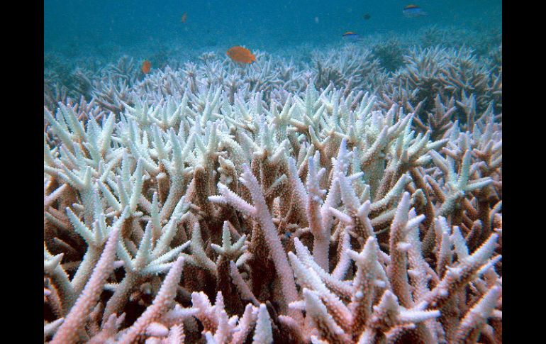 Los arrecifes de coral son muy sensibles a cambios de temperatura. ARCHIVO  /