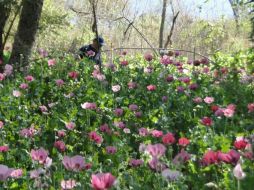 Informaron que se han incinerado tres mil 81 plantíos de amapola. ARCHIVO  /