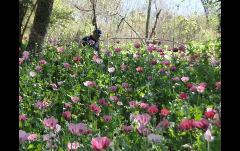 Informaron que se han incinerado tres mil 81 plantíos de amapola. ARCHIVO  /