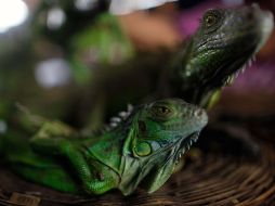 Al abrir su maleta encontraron dos iguanas en fundas de tela y otras dos, que fueron detectadas con la ayuda de un perro. ARCHIVO  /