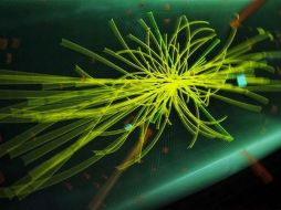 El director general del CERN, pronunciará una conferencia para hablar del reciente descubrimiento del ''bosón de Higgs''. ARCHIVO  /