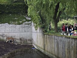 El espacio de los tigres en el zoológico de Copenhague. Las autoridades investigan los motivos por los cuales el hombre entró ahí. AP  /