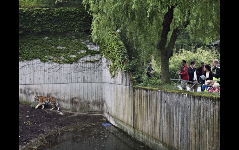 El espacio de los tigres en el zoológico de Copenhague. Las autoridades investigan los motivos por los cuales el hombre entró ahí. AP  /