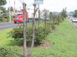 Uno de los puntos de la tala de árboles es sobre la carretera a Chapala casi al cruce de Periférico.ESPECIAL  /