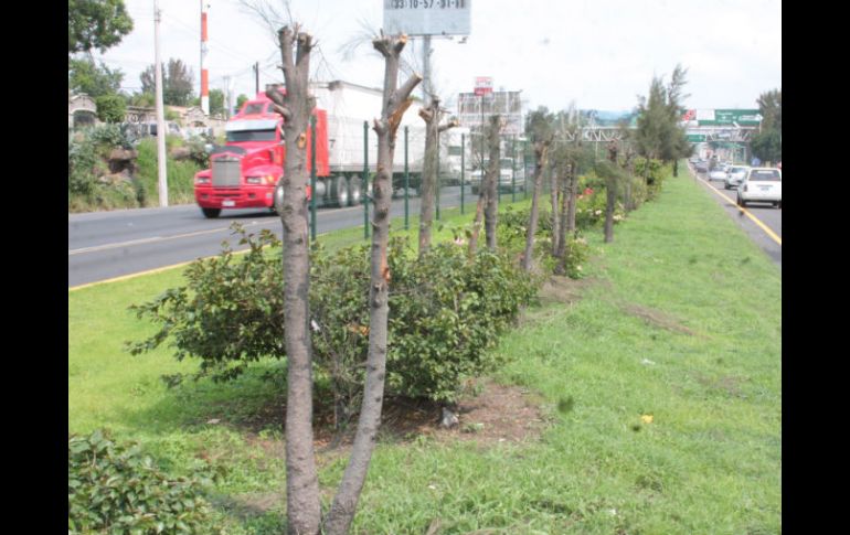 Uno de los puntos de la tala de árboles es sobre la carretera a Chapala casi al cruce de Periférico.ESPECIAL  /