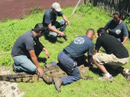 APOYO. Antes, de manera rudimentaria, los bomberos atrapaban a los reptiles; hoy, cuentan con las técnicas necesarias. EL UNIVERSAL  /