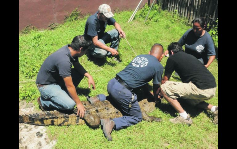 APOYO. Antes, de manera rudimentaria, los bomberos atrapaban a los reptiles; hoy, cuentan con las técnicas necesarias. EL UNIVERSAL  /