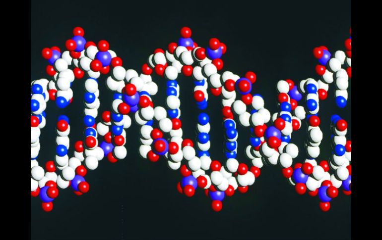 El gen manipulado se ha reproducido por más de mil generaciones. ARCHIVO  /