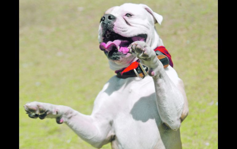 Han designado el 22 de julio como el Día del Perro.  /