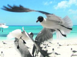 FAUNA PLAYERA. Las gaviotas, nada tímidas, se acercan sin temor por un bocado.  /