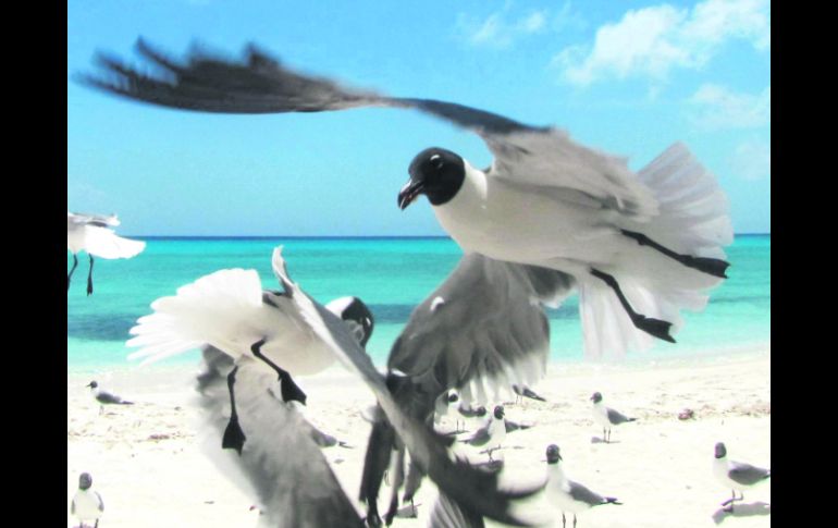 FAUNA PLAYERA. Las gaviotas, nada tímidas, se acercan sin temor por un bocado.  /